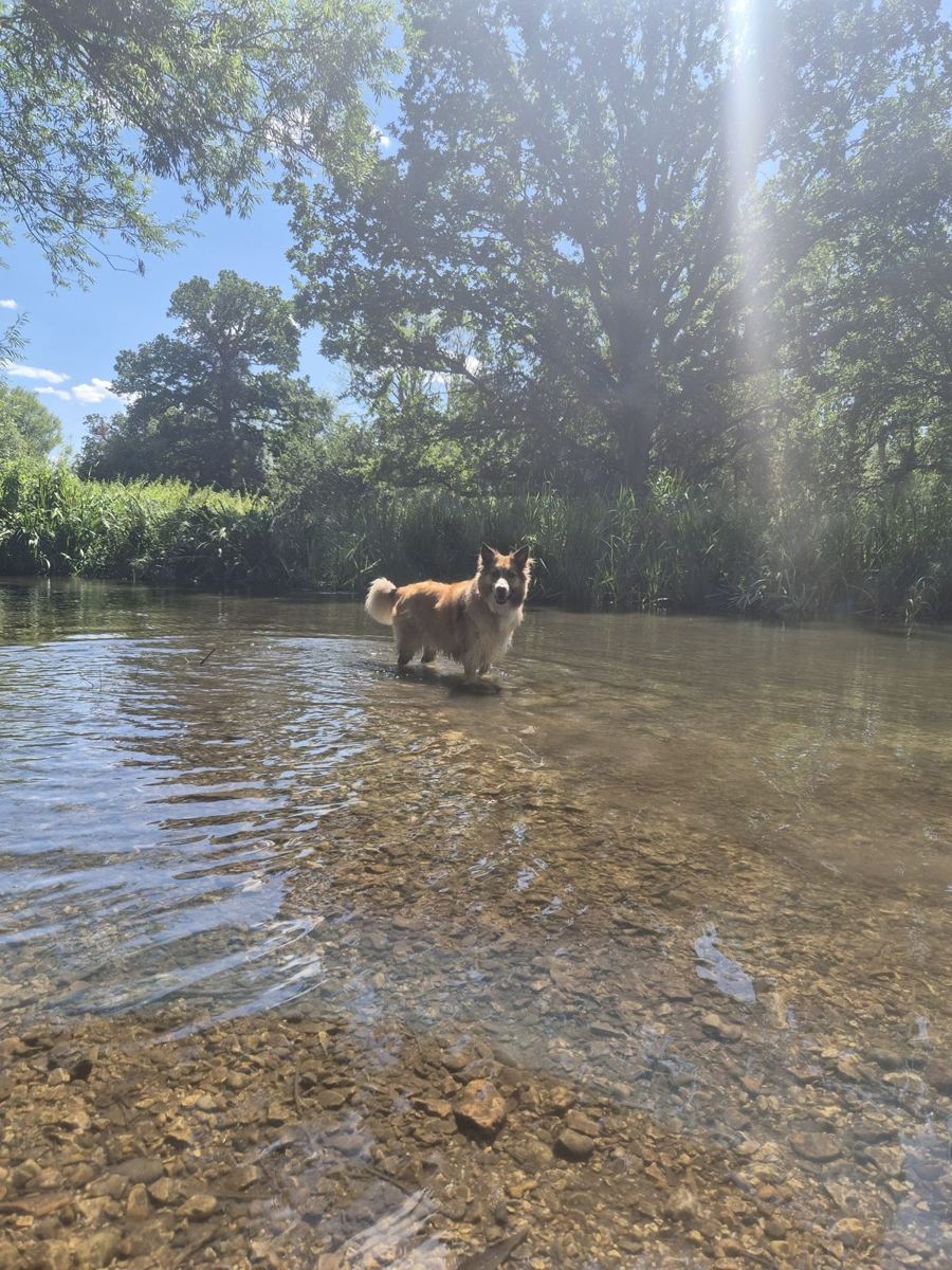 Dogs Angie walks around Kings Langley, near Grand Union Canal
