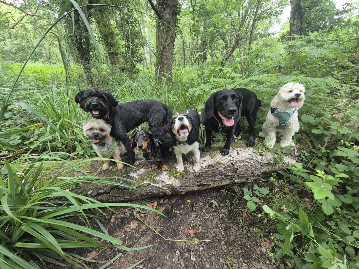 A happy group of dogs on a Gade Valley group walk