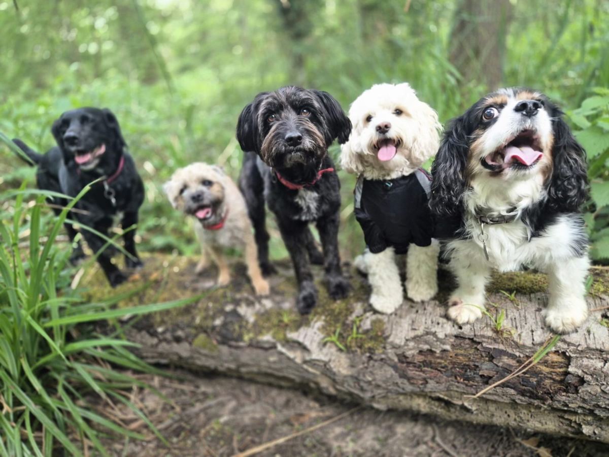 Dogs Angie walks around Abbots Langley, near Leavesden and the woods