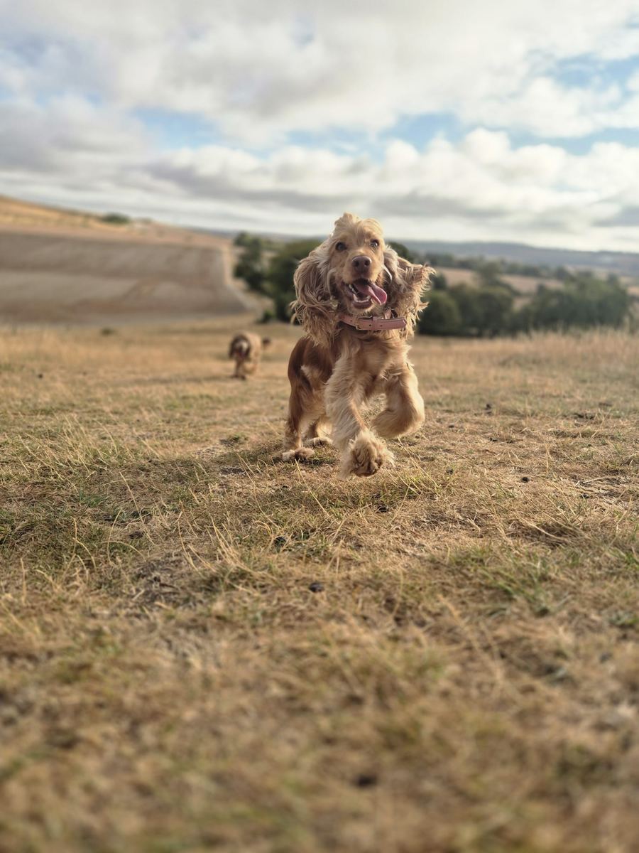 A happy cocker spaniel running on a walk in the Gade Valley