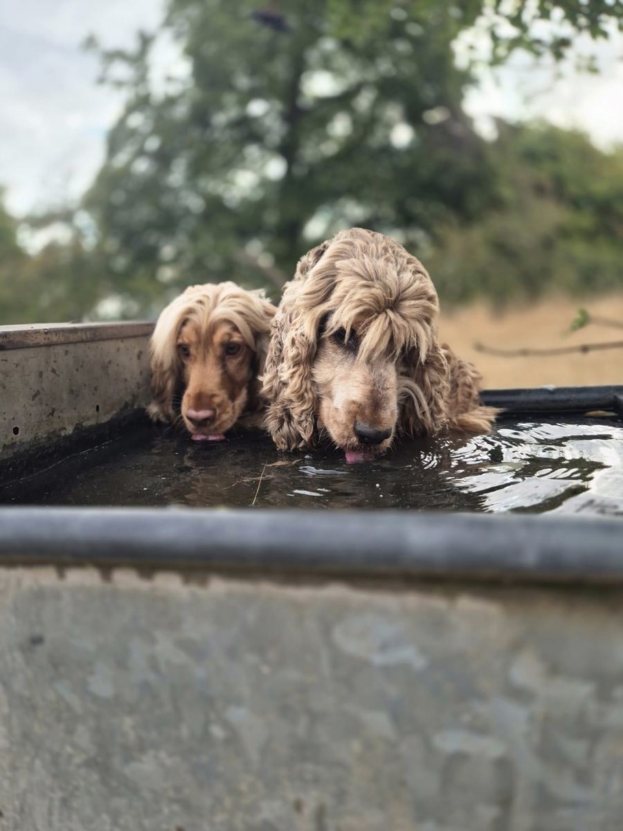 Two cocker spaniels drinking from a trough on a hot walk